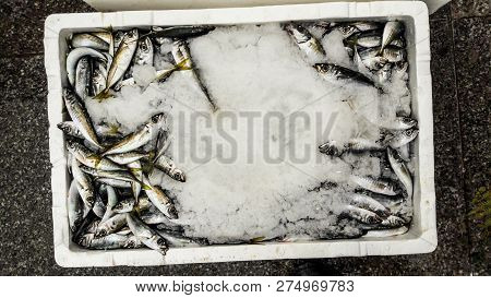 Hamsi / Anchovy With Ice In Styrofoam Box.