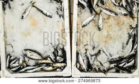 Hamsi / Anchovy With Ice In Styrofoam Box.