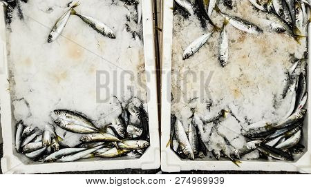 Hamsi / Anchovy With Ice In Styrofoam Box.