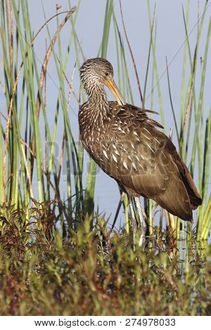 A Limpkin, Aramus Guarauna At The Edge Of The Water In A Florida Bay