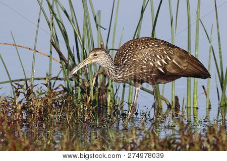 A Limpkin, Aramus Guarauna Searching For Food At The Edge Of The Water In A Florida Bay