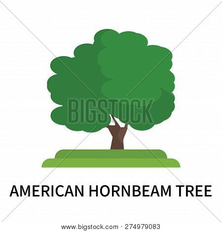 American Hornbeam Tree Icon Isolated On White Background. American Hornbeam Tree Icon Simple Sign. A