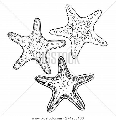 Hand Drawn Starfish  In Black Outline On Off-white Background