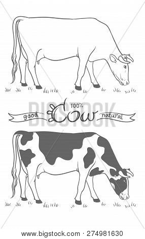 Cow. Cow Eating Grass. Cow Isolated, Set Of Vector Elements