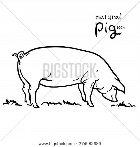 Pig Of Vector Illustration. Isolated On White Background. Pasture