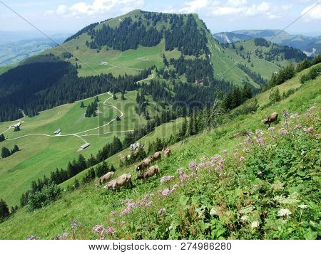 Stockberg Peak On The Obertoggenburg Mountain - Canton St. Gallen, Switzerland