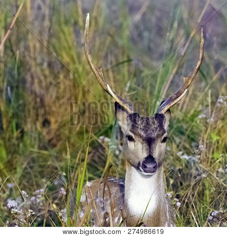 Portrait Of Young Male Chital Or Cheetal (axis Axis), Also Known As Spotted Deer Or Axis Deer - Jim 