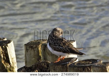 Turnstone On Old Breakwater At Lepe Beach, Uk South Coast