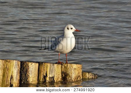 Black Headed Gull In Winter Plumage At Lepe Beach , Uk