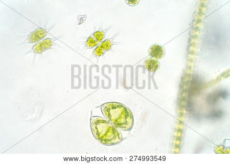 Freshwater Aquatic Plankton Under Microscope View In Laboratory