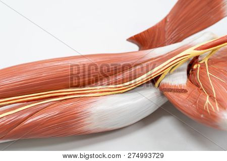 Muscles Of The Arm For Anatomy Education. Human Phisiology.