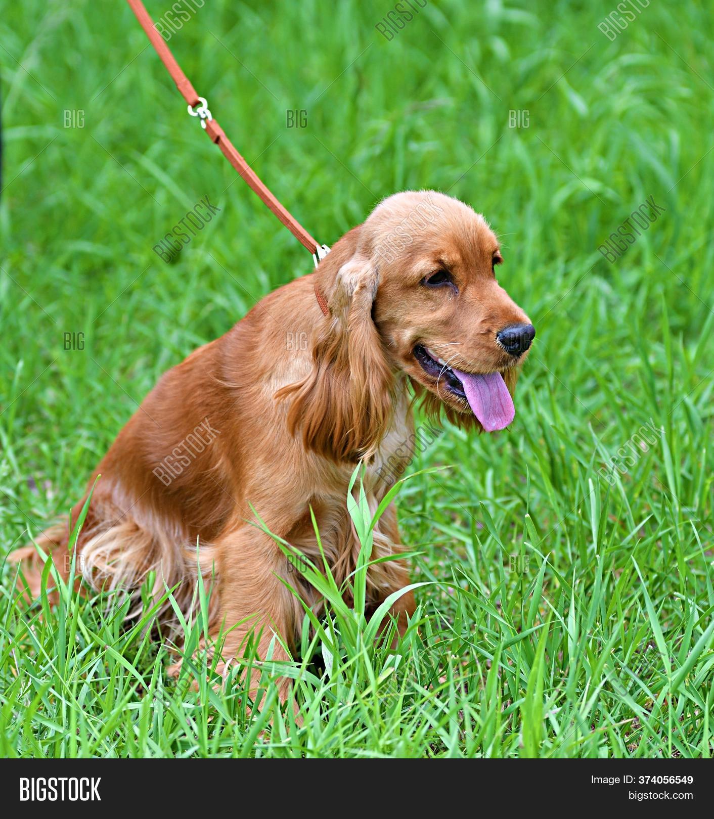 english cocker spaniel hunting dog