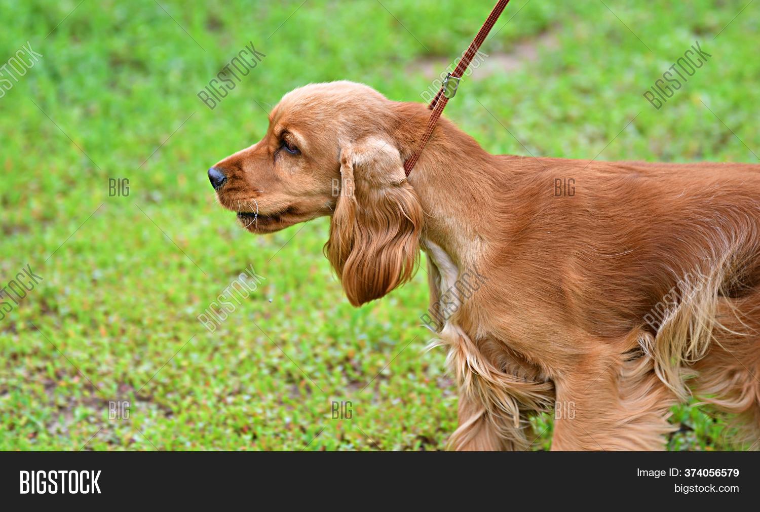 english cocker spaniel hunting dog