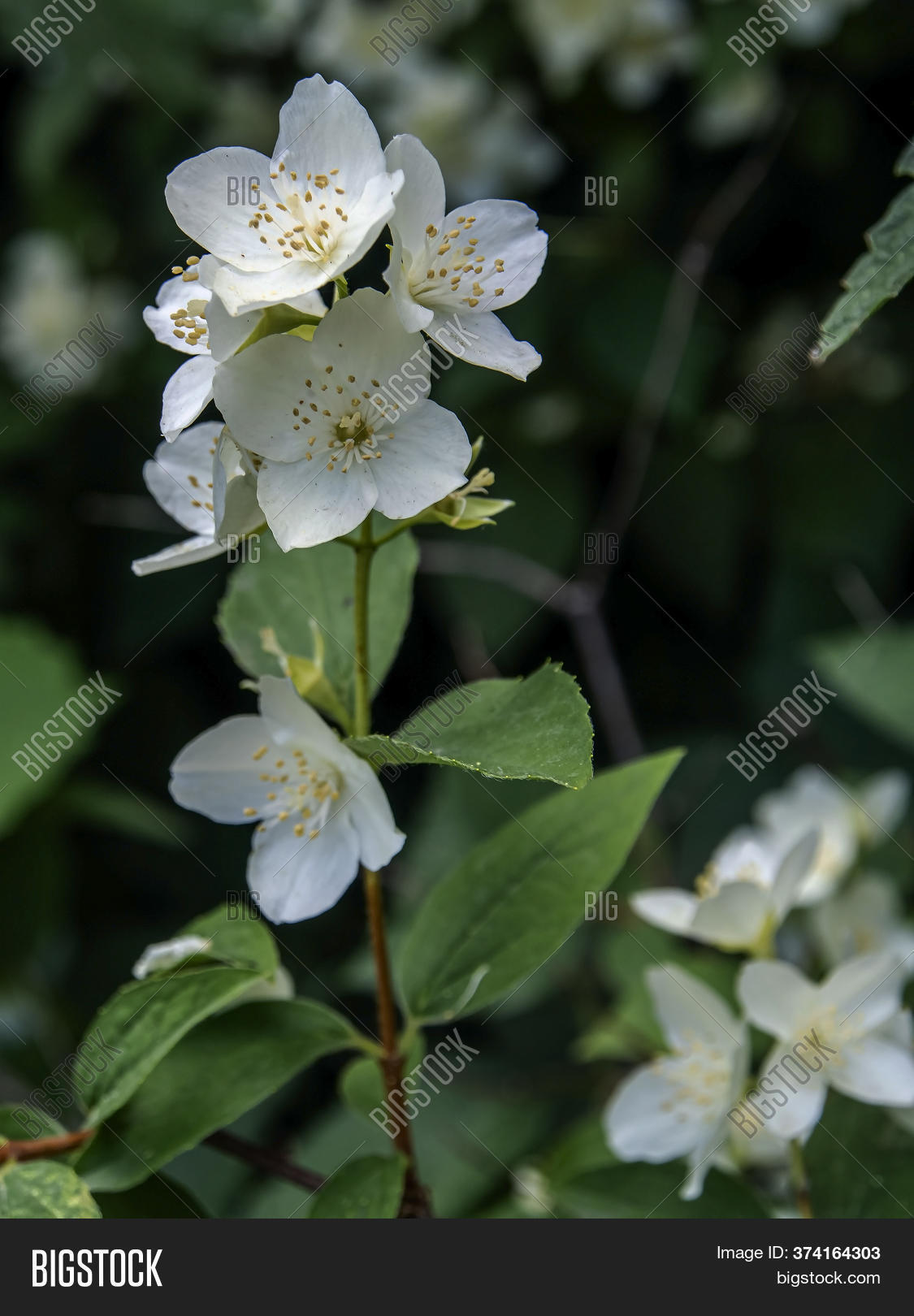 Branch Fragrant Image & Photo (Free Trial) Bigstock