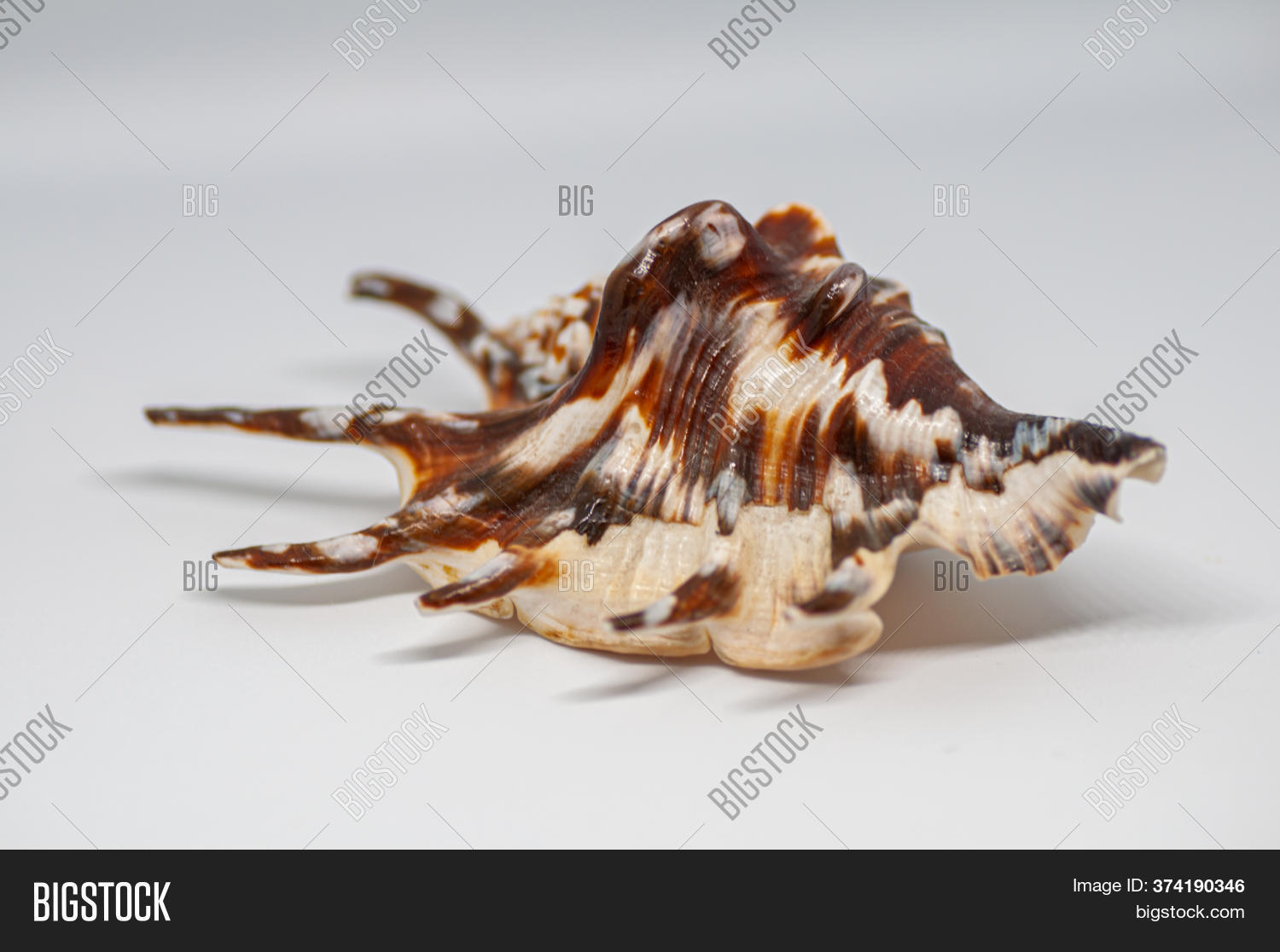 Shell Spider Conch, Image & Photo (Free Trial) | Bigstock