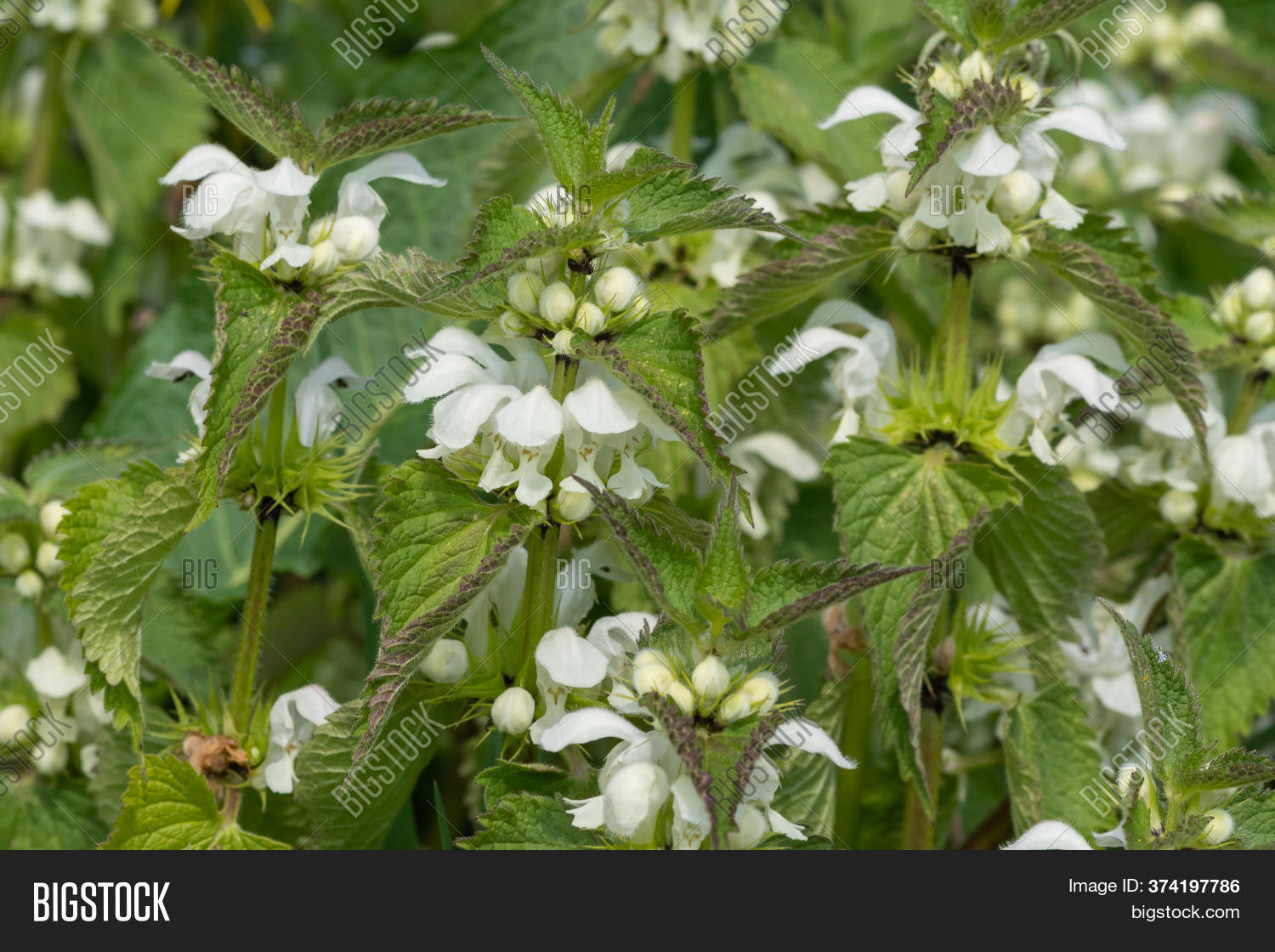 Close Stinging Nettle Image & Photo (Free Trial) | Bigstock