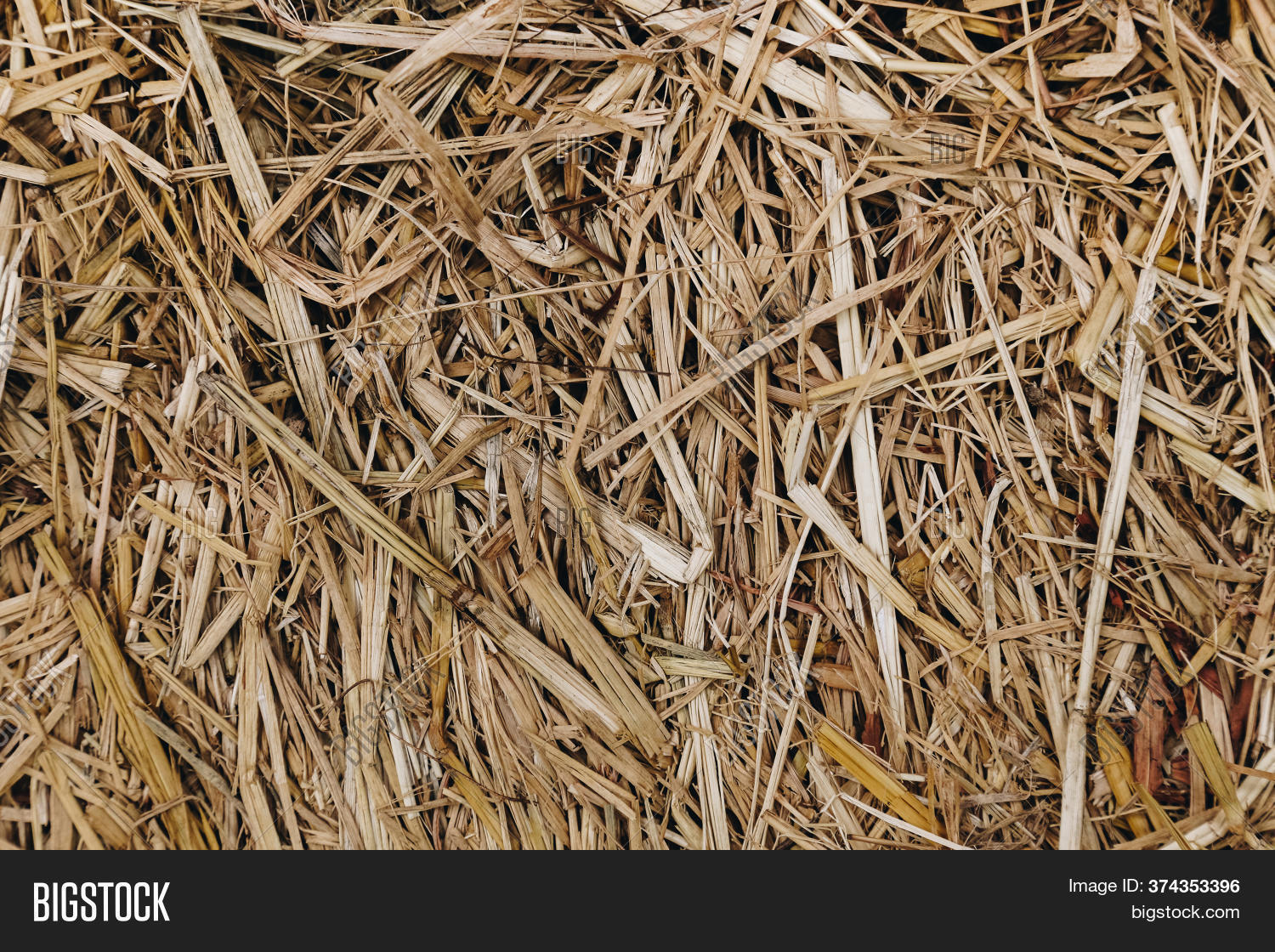 Close Dry Rice Straw Image & Photo (Free Trial) Bigstock