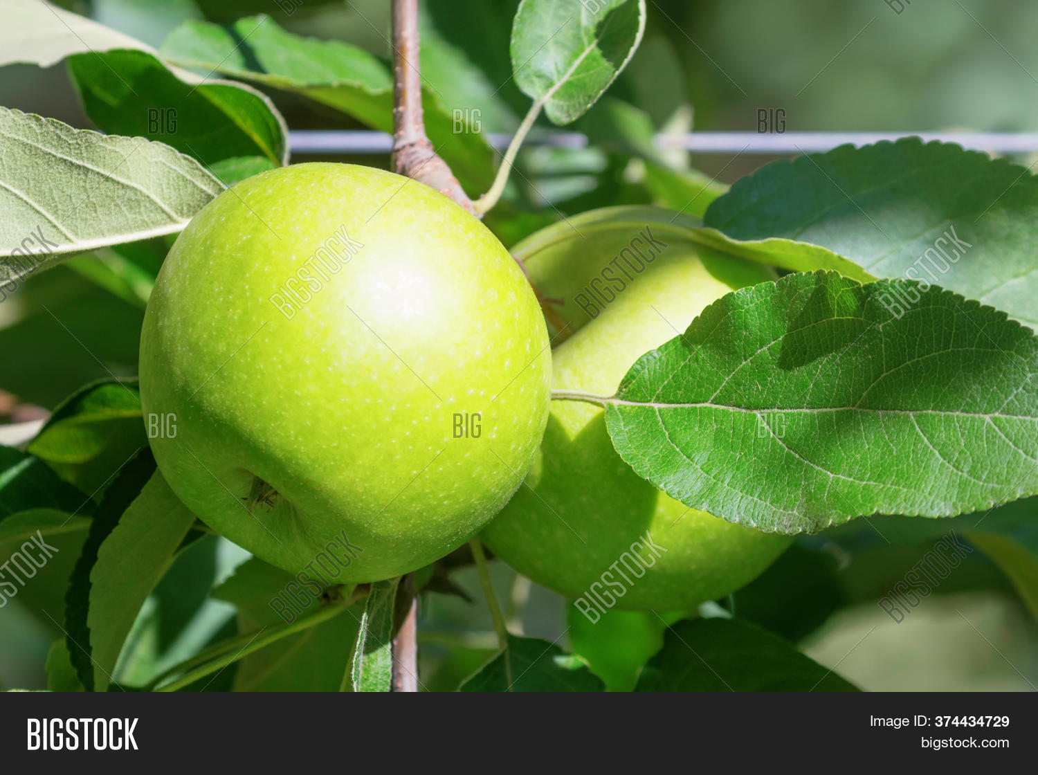 Apple Tree, Green Image & Photo (Free Trial) Bigstock