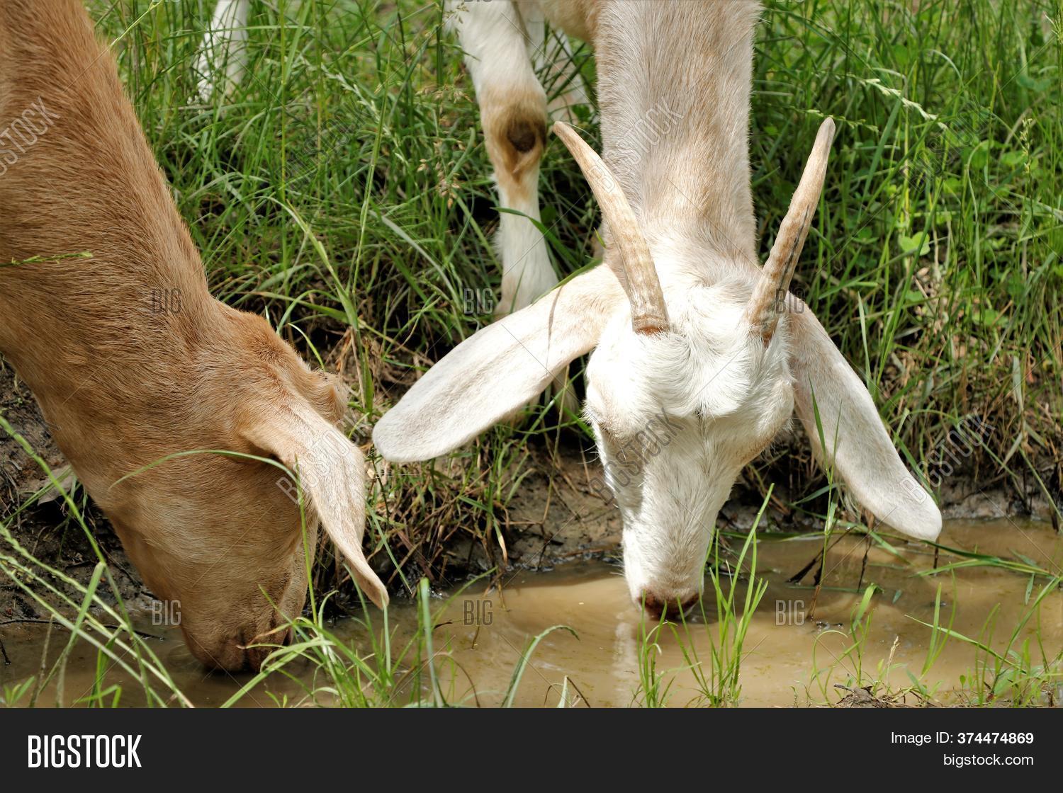 Goat Goat Watering Image & Photo (Free Trial) Bigstock