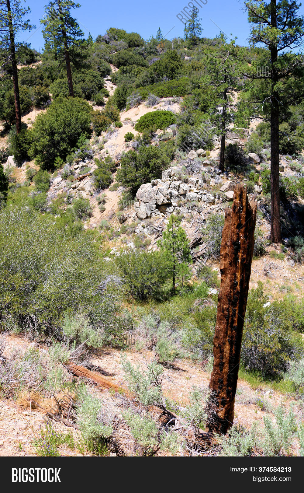 Remnants Burnt Pine Image & Photo (Free Trial) Bigstock