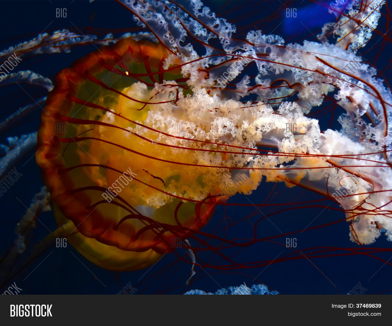 Pacific Sea Nettles Image & Photo (Free Trial) Bigstock