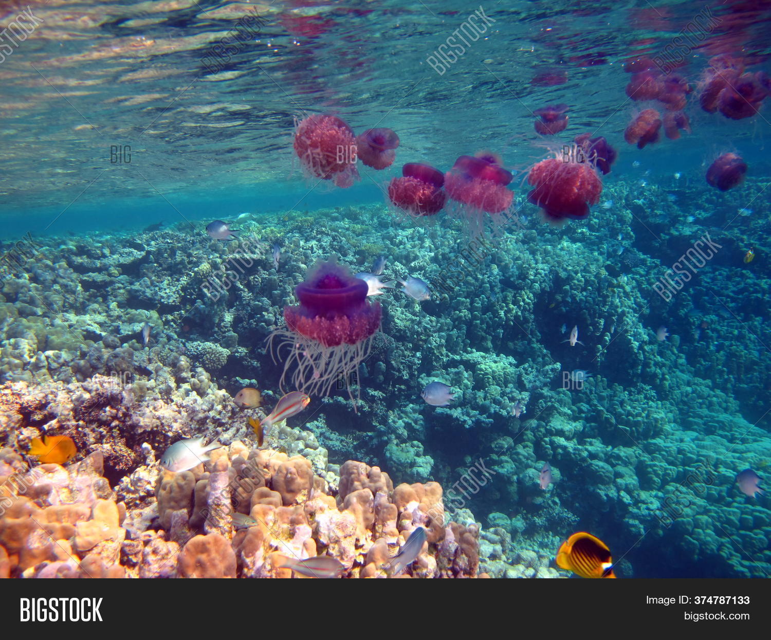 Jellyfish Cauliflower Image & Photo (Free Trial) Bigstock