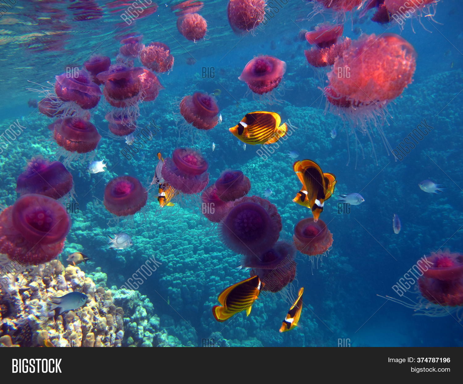 Jellyfish Cauliflower Image & Photo (Free Trial) Bigstock