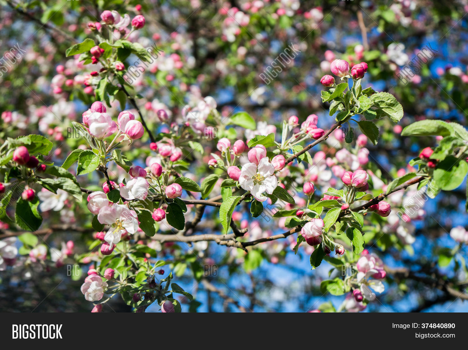 Apple Tree Blossom Image & Photo (Free Trial) Bigstock