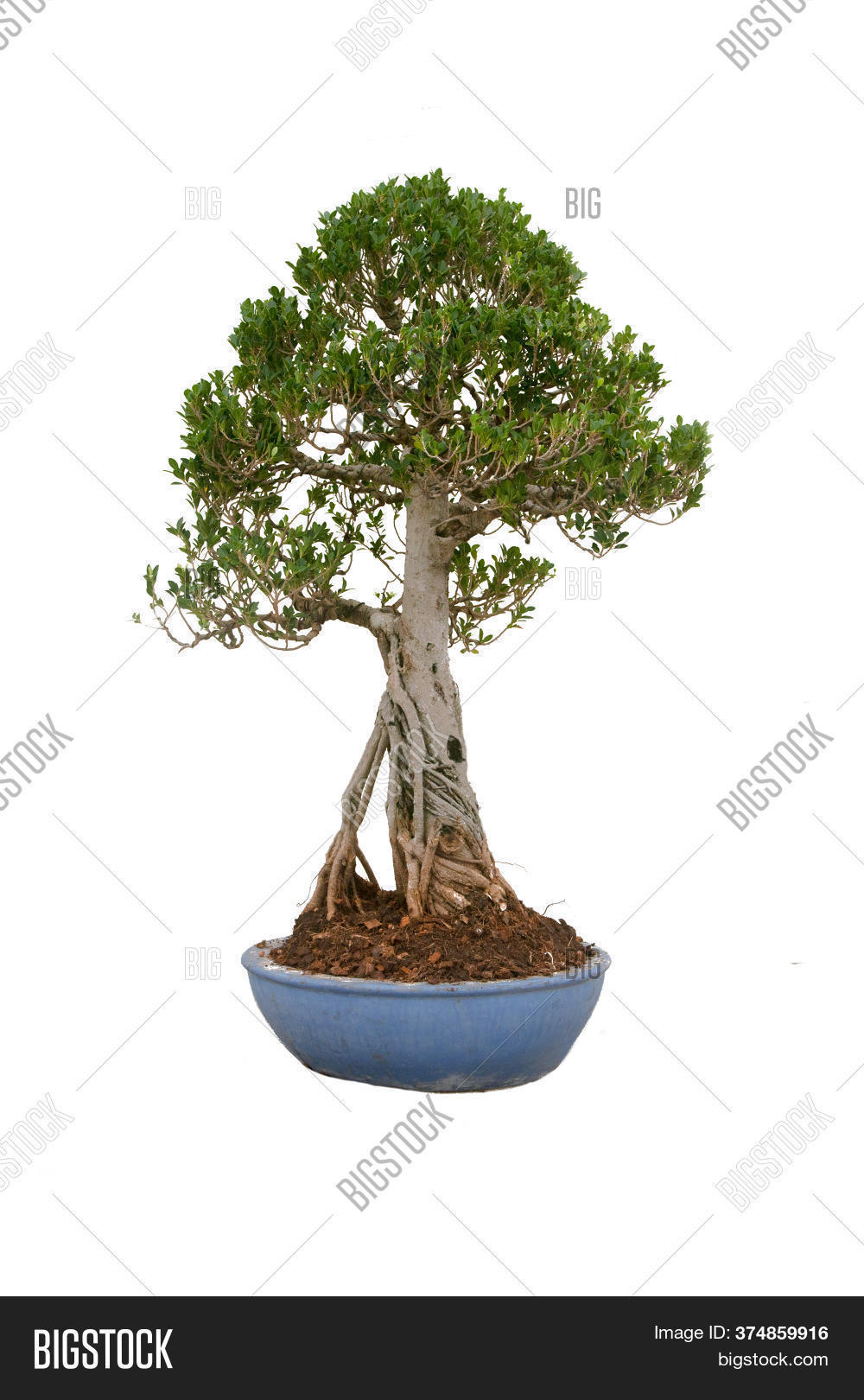 Small Bonsai Tree Image & Photo (Free Trial) Bigstock