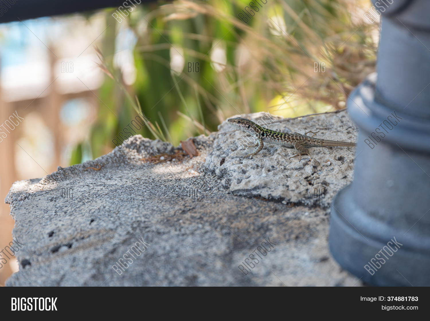 Lizard On Wall On Way Image & Photo (Free Trial) Bigstock