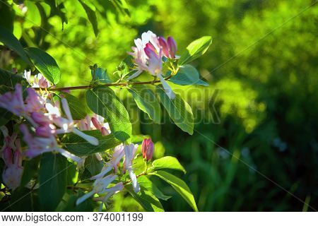 White Pink Frangula Flower On A Background Of Green Leaves And Pink Buds In Spring Day