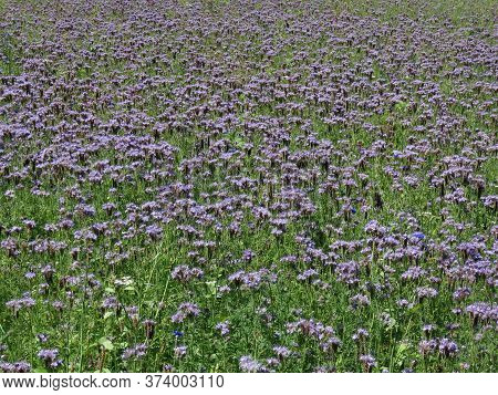 Purple Tansy, Also Lacy Phacelia Or Phacelia Tanacetifolia, Field For Bees To Collect Honey