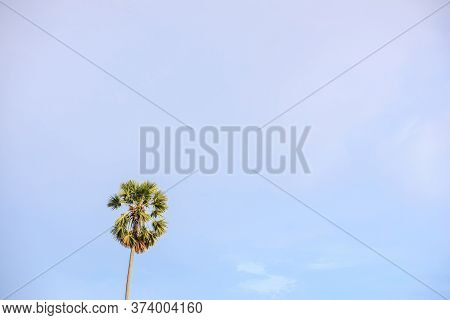 One Plam Tree And Cloudless Blue Sky, Copy Space.