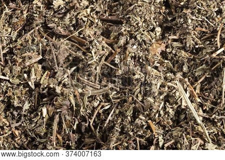 Phyllanthus Niruri - Stone Chanca. To Eliminate Kidney Stones And Fight Hypertension