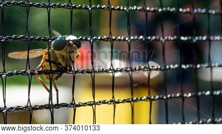 Front Macro Closeup Of Horse Fly Stuck In Black Paintball Field Net. Blured Background.