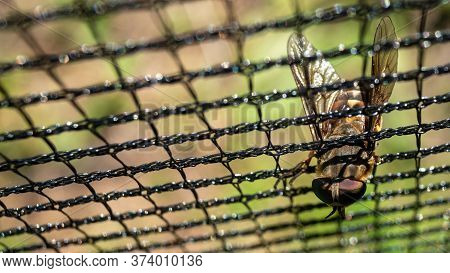 Top View Of Horse Fly Stuck In Black Paintball Field Net. Macro Closeup. Blured Background.