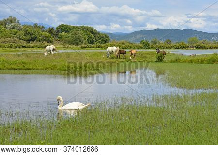 A White Swan Swimming In The Waters Of The Isola Della Cona Wetland Nature Reserve In Friuli-venezia