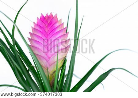 Close Up Of A Beautiful Bromelia Flower.