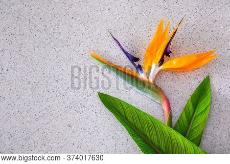 Strelitzia Flower And Green Leaves Laying On Marble Surface.