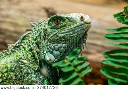Close-up Head Of Reptile, Young Green Iguana.