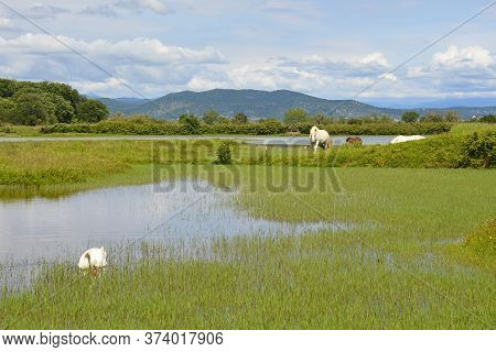 A White Swan Swimming In The Waters Of The Isola Della Cona Wetland Nature Reserve In Friuli-venezia