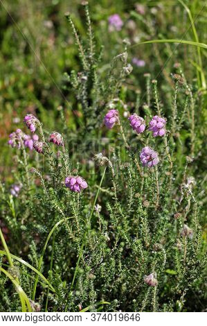 Erica Tetralix, The Cross-leaved Heath, Is A Species Of Flowering Plant In The Family Ericaceae. In 