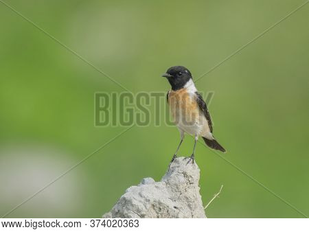 A beautiful small wild bird on the dry place of the field in the natural habitat .