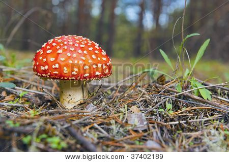 Wulstlinge. Roter Pilz.