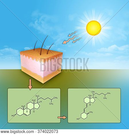 The synthesis of vitamin D through UV rays skin exposure. 3D illustration.