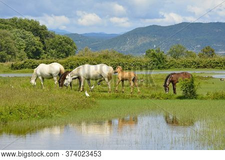 Wild Horses And Foals Graze In The Isola Della Cona Wetland Nature Reserve In Friuli-venezia Giulia,