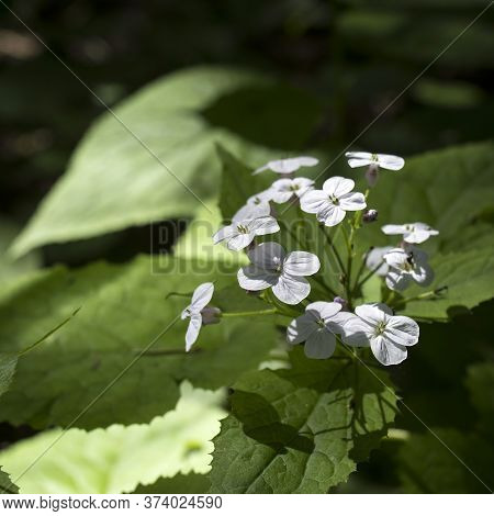 Lunaria Rediviva, Known As Perennial Honesty, Is A Hairy-stemmed Perennial Herb Found Throughout Eur