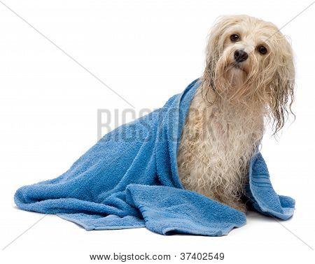 Wet Cream Havanese Dog After Bath