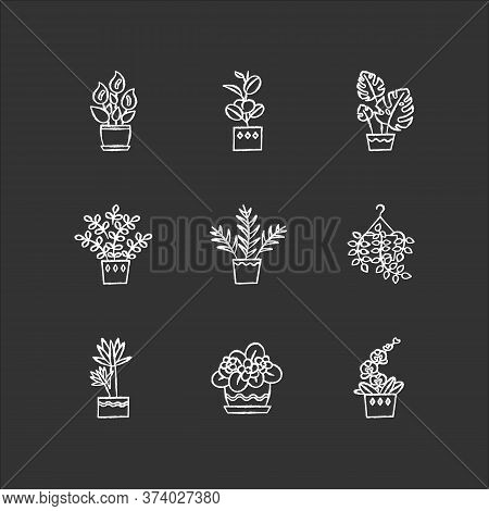 Domesticated Plants Chalk White Icons Set On Black Background. Houseplants. Decorative Indoor Plants