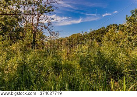 Abundant Vegetation With Green Foliage, Wild Green Grass And Trees In The Kasteelpark Elsloo Forest 